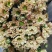小雏菊