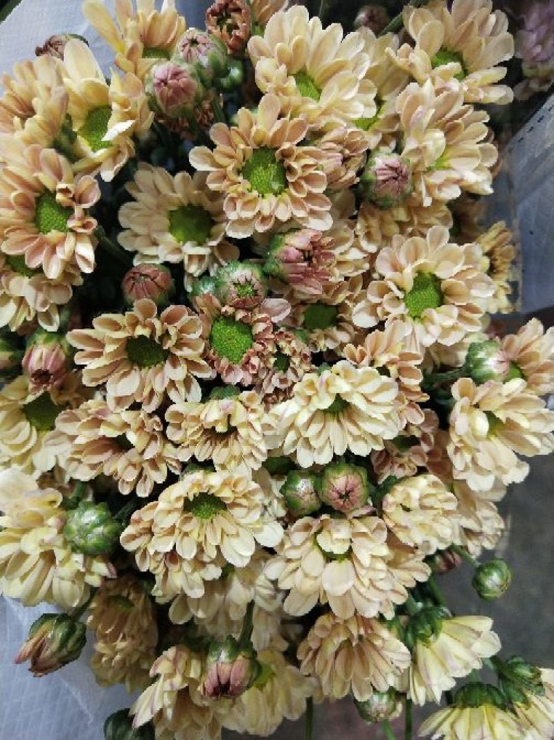 小雏菊