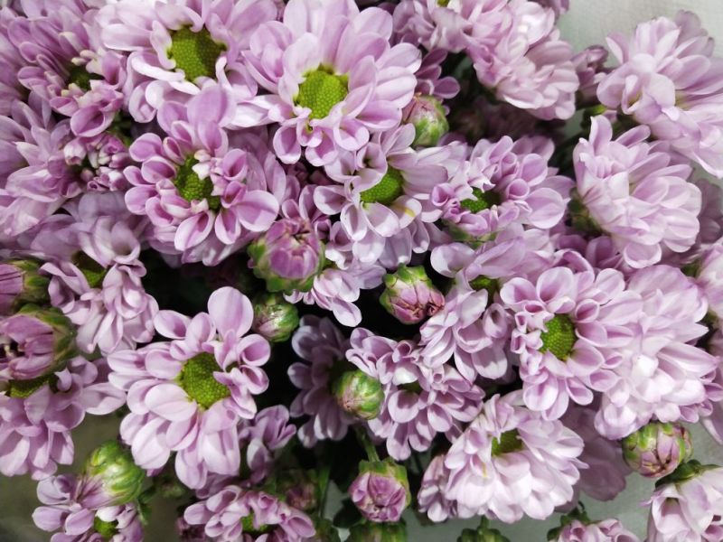 小雏菊