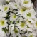 小雏菊