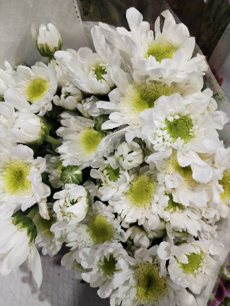 小雏菊