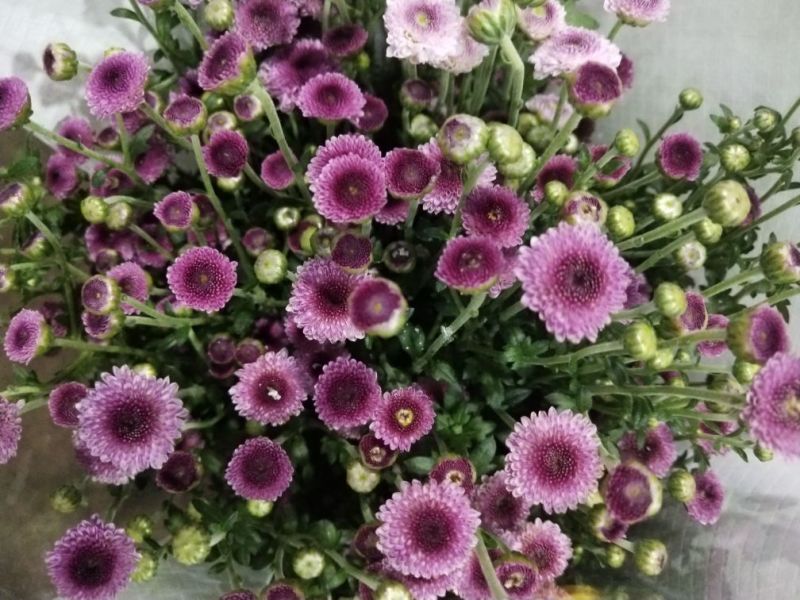 小雏菊