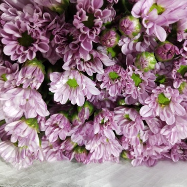 小雏菊
