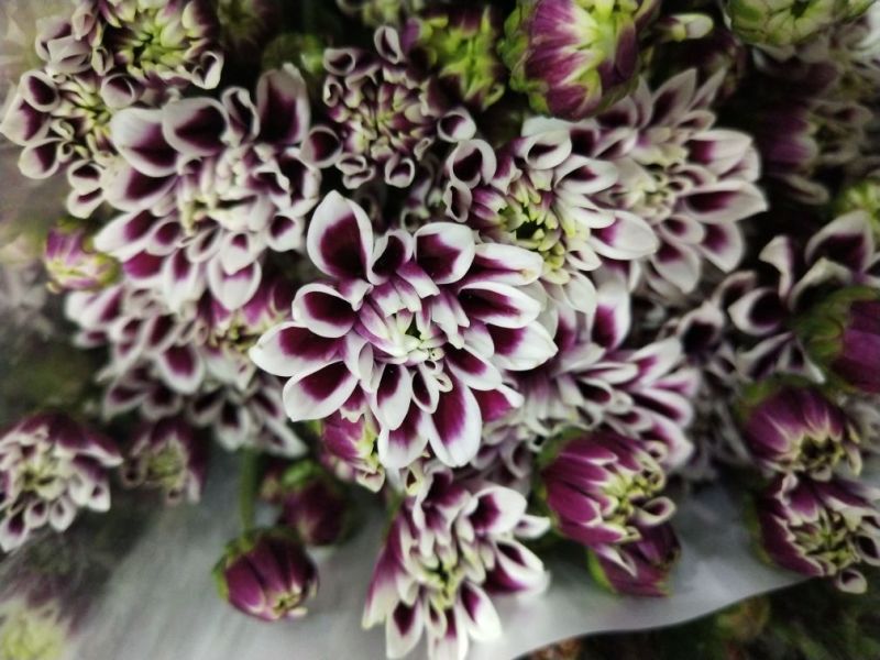 小雏菊