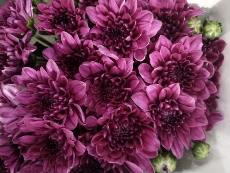 小雏菊