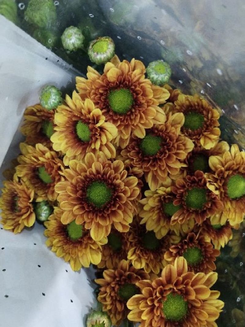 小雏菊
