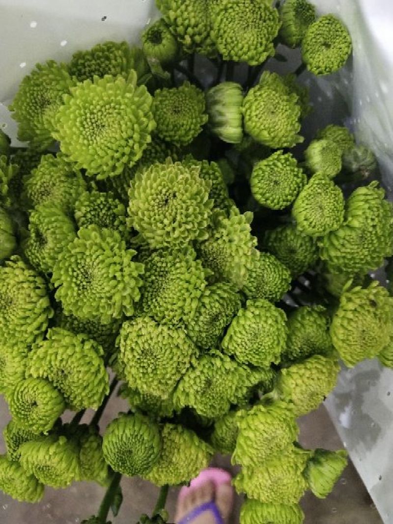 小雏菊