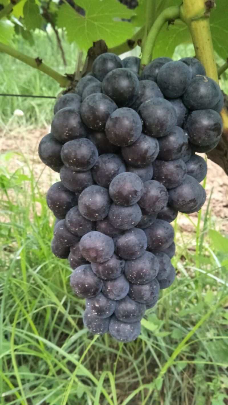陕西渭南热销夏黑葡萄5%以下1~2斤