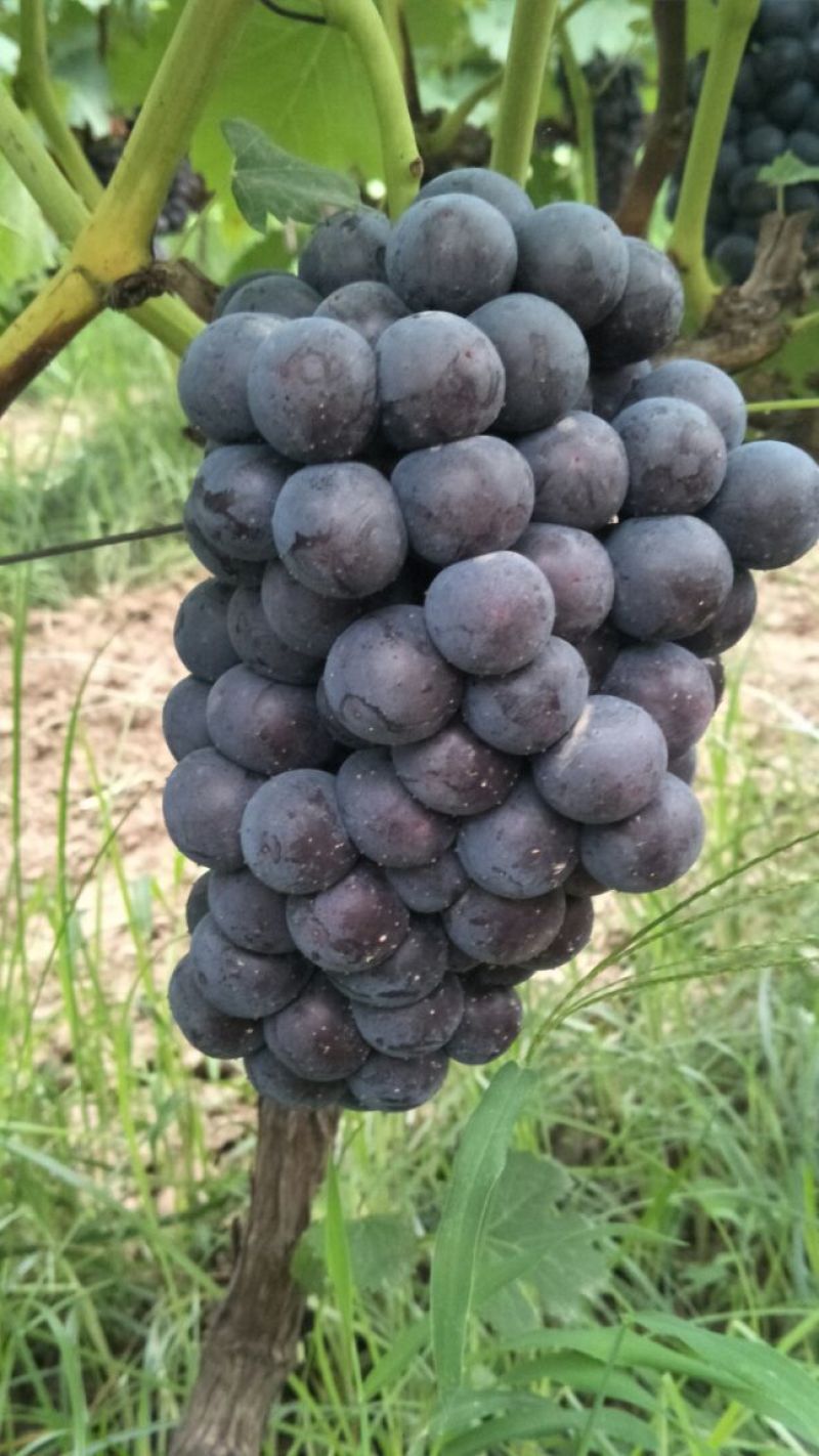陕西渭南热销夏黑葡萄5%以下1~2斤
