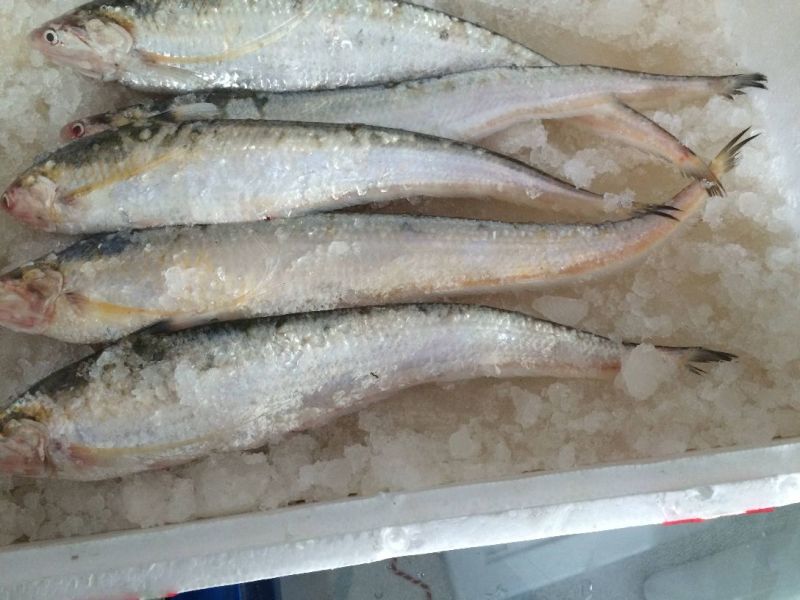洞庭湖野生毛刀鱼。