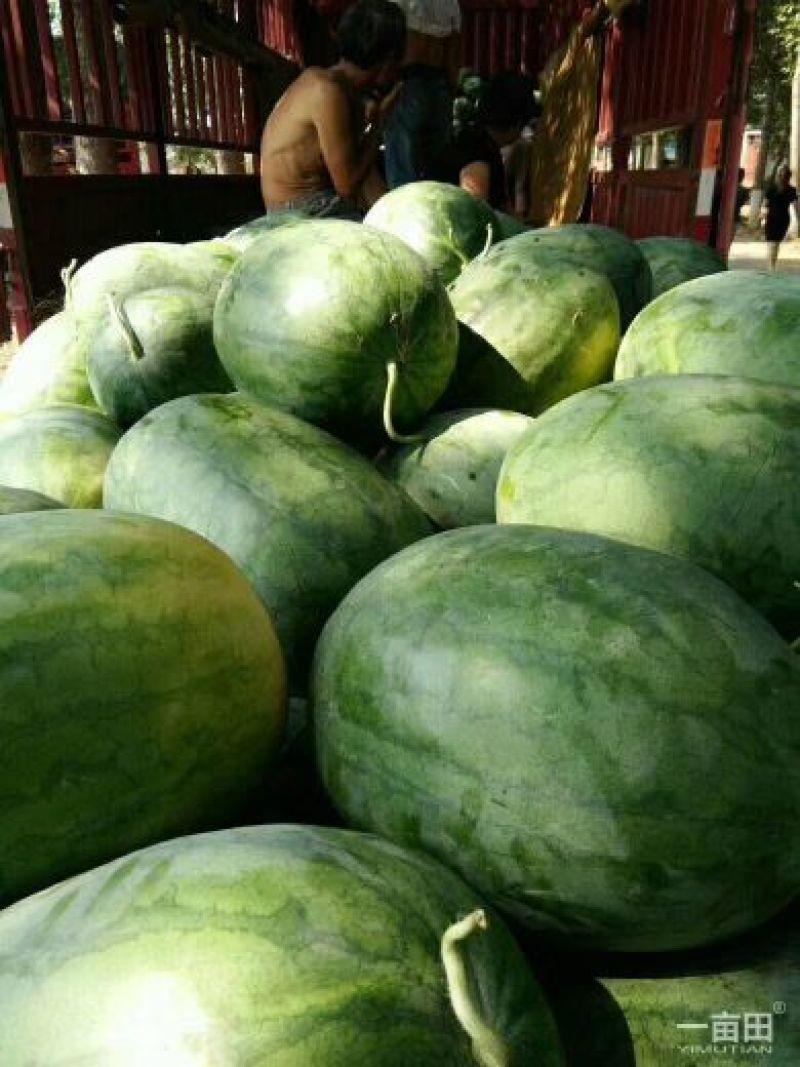 龙卷风西瓜大量上市