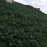 红蜜薯苗，西瓜红（普薯32号）苗