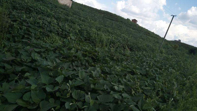 红蜜薯苗，西瓜红（普薯32号）苗