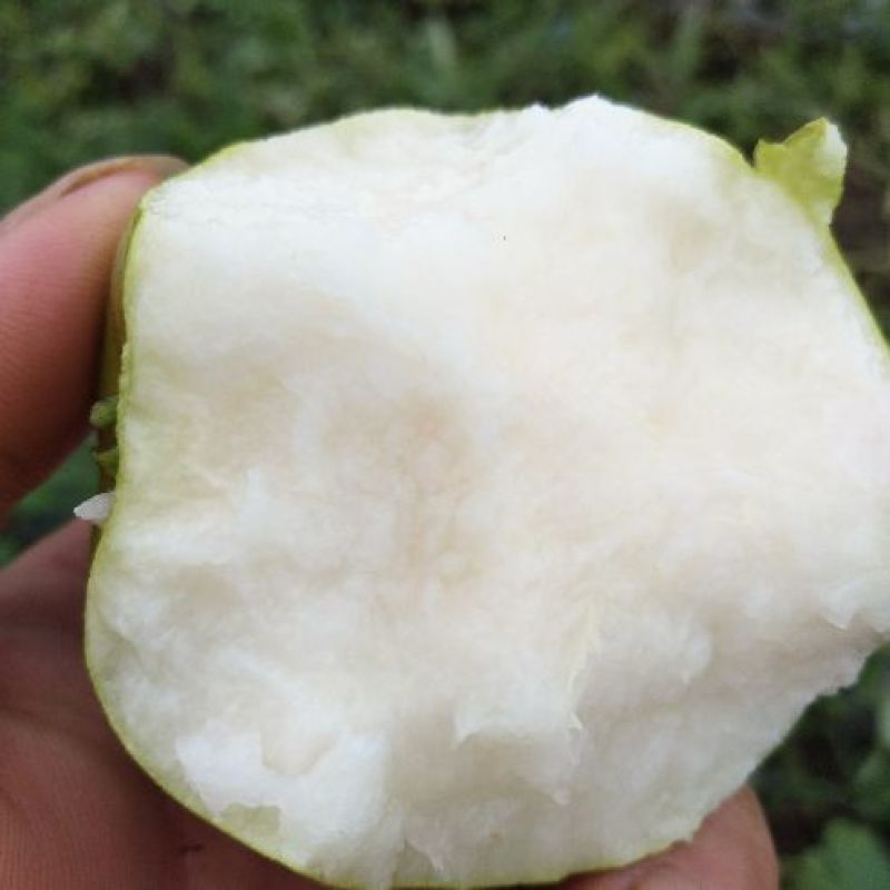 翠冠梨