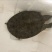 野生甲鱼1.5~2斤