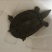 野生甲鱼1.5~2斤