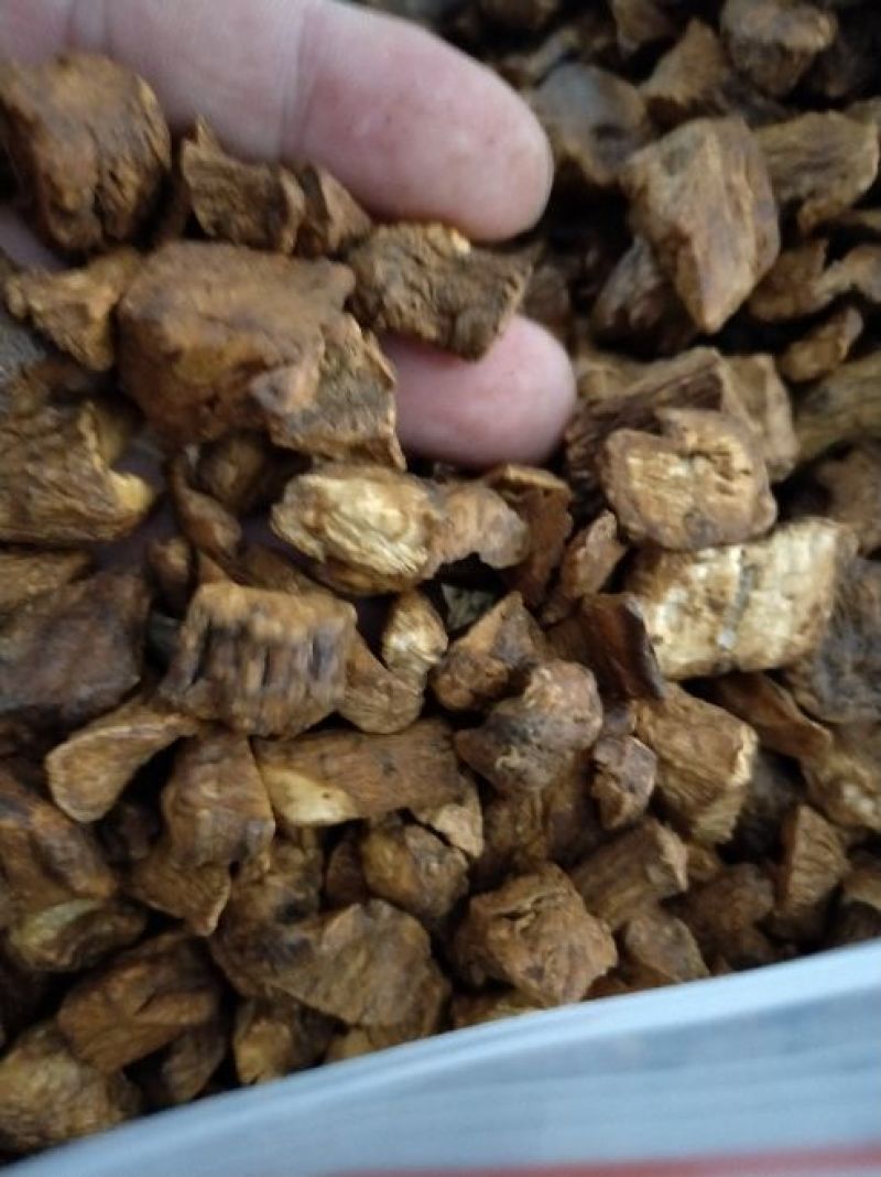 长白山无糖菊苣根茶包邮味道香大颗粒