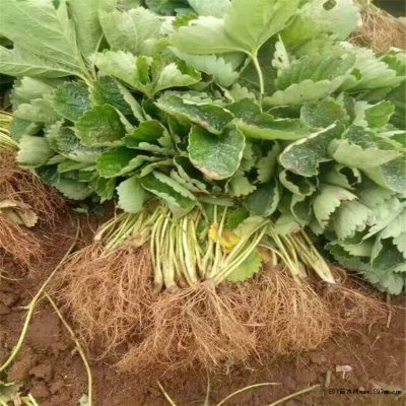 【白草莓苗】山东泰安草莓苗提供技术支持！