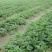 【白草莓苗】山东泰安草莓苗提供技术支持!