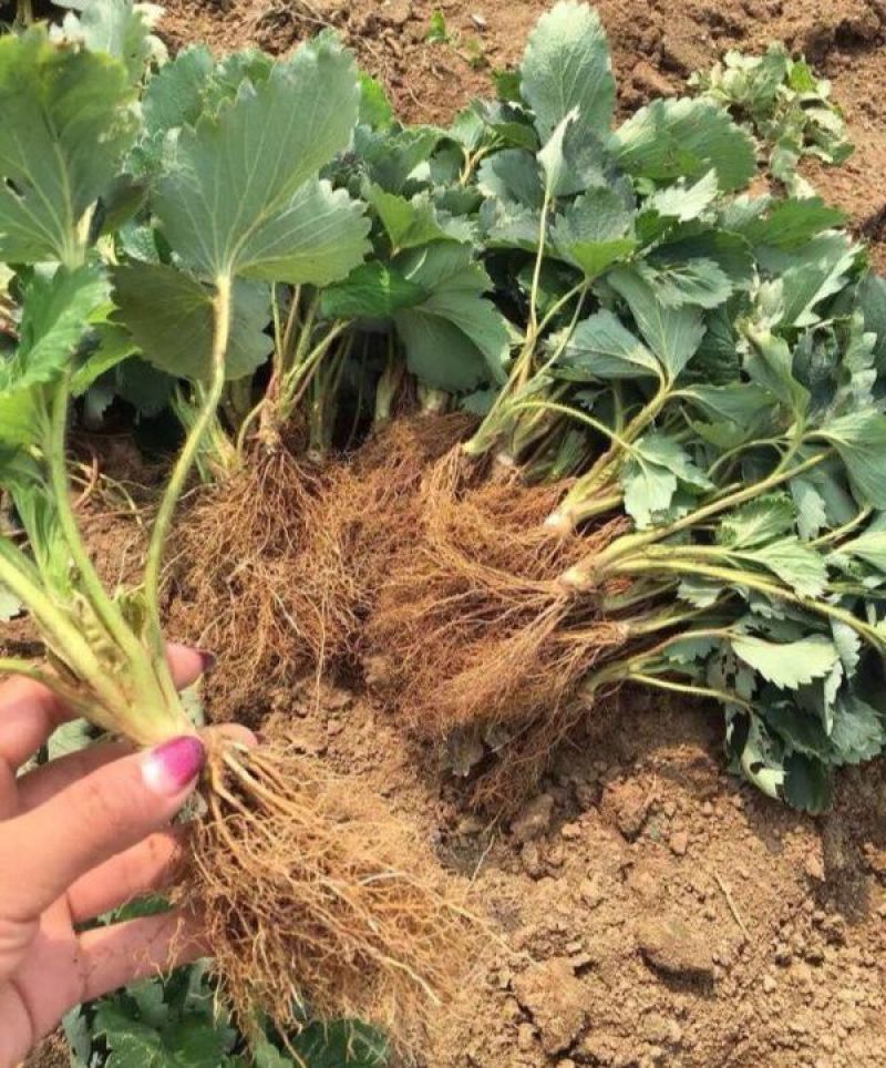 【白草莓苗】山东泰安草莓苗提供技术支持！