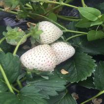 【白草莓苗】山东泰安草莓苗提供技术支持！