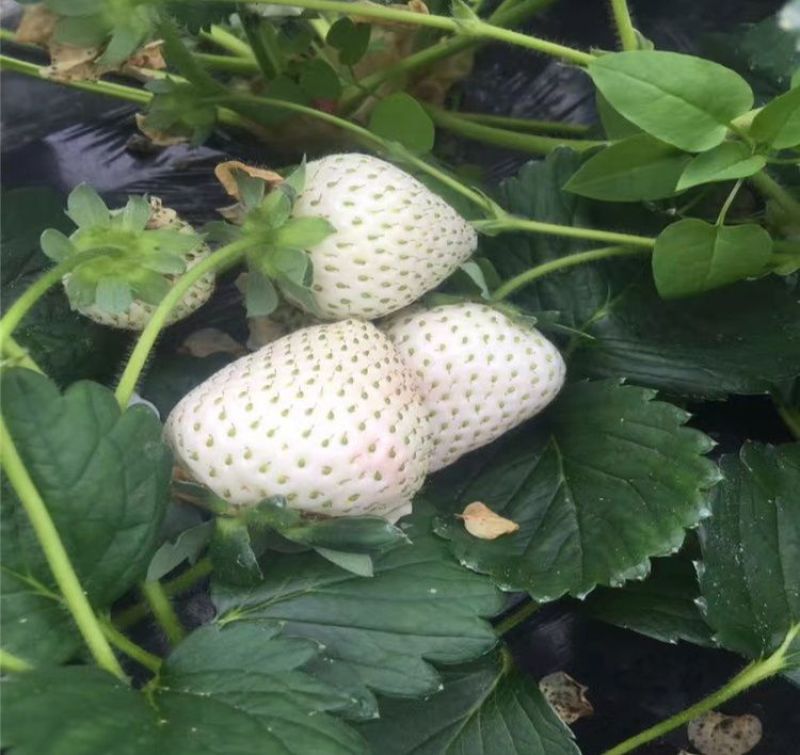 【白草莓苗】山东泰安草莓苗提供技术支持！