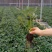 【白草莓苗】山东泰安草莓苗提供技术支持!