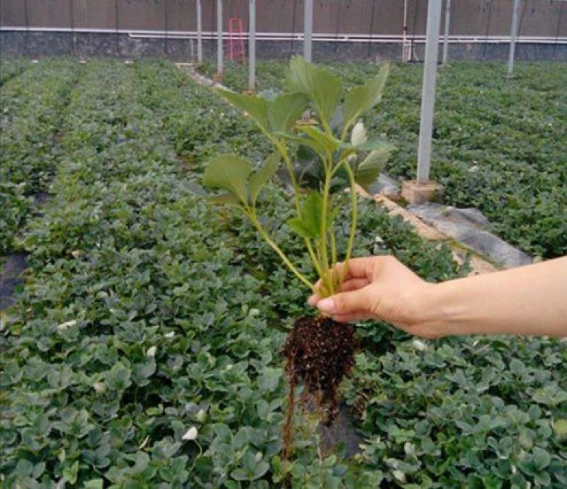 【白草莓苗】山东泰安草莓苗提供技术支持！
