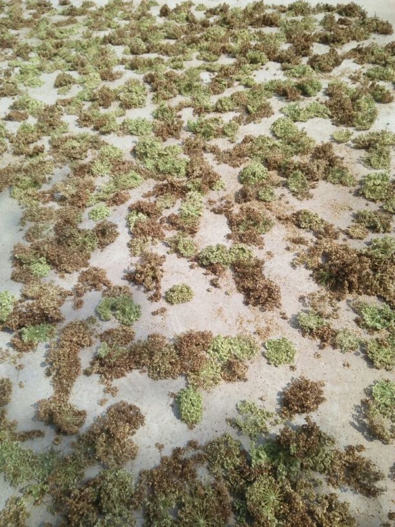 白芷籽，纯新二年生移栽白芷种子，产地直销，假一赔十