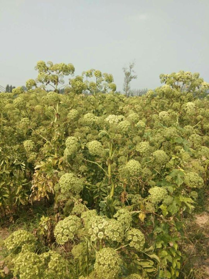 白芷籽，纯新二年生移栽白芷种子，产地直销，假一赔十