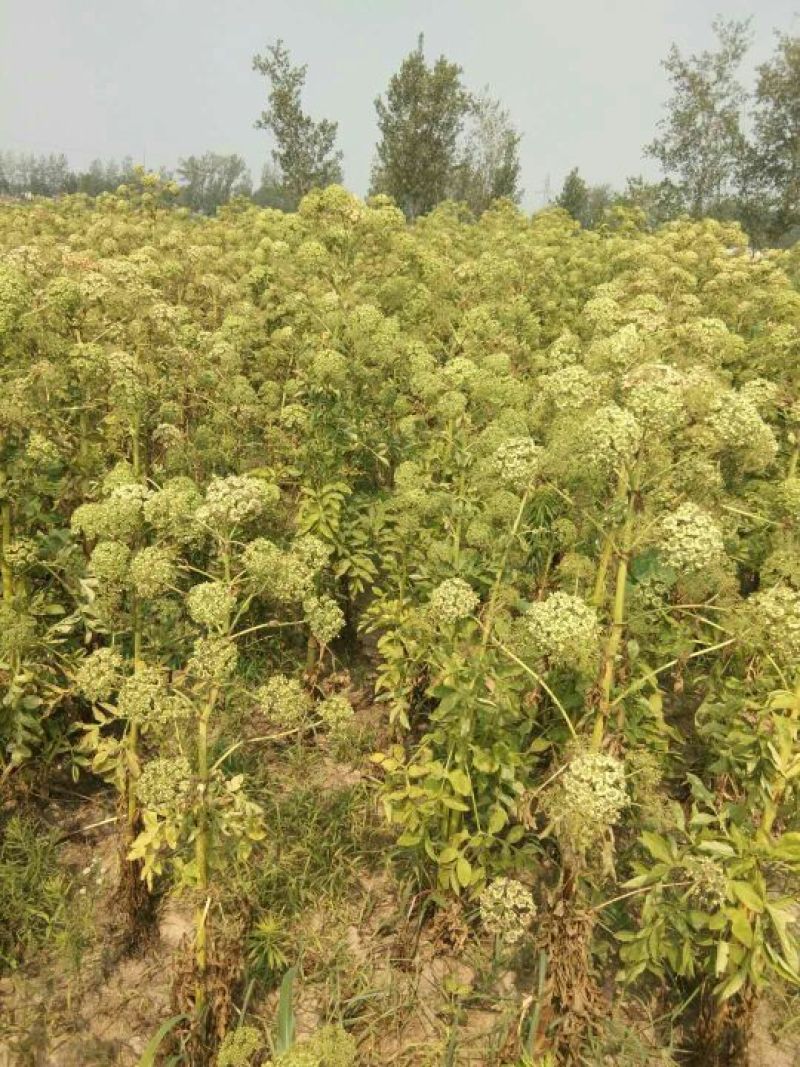 白芷籽，纯新二年生移栽白芷种子，产地直销，假一赔十