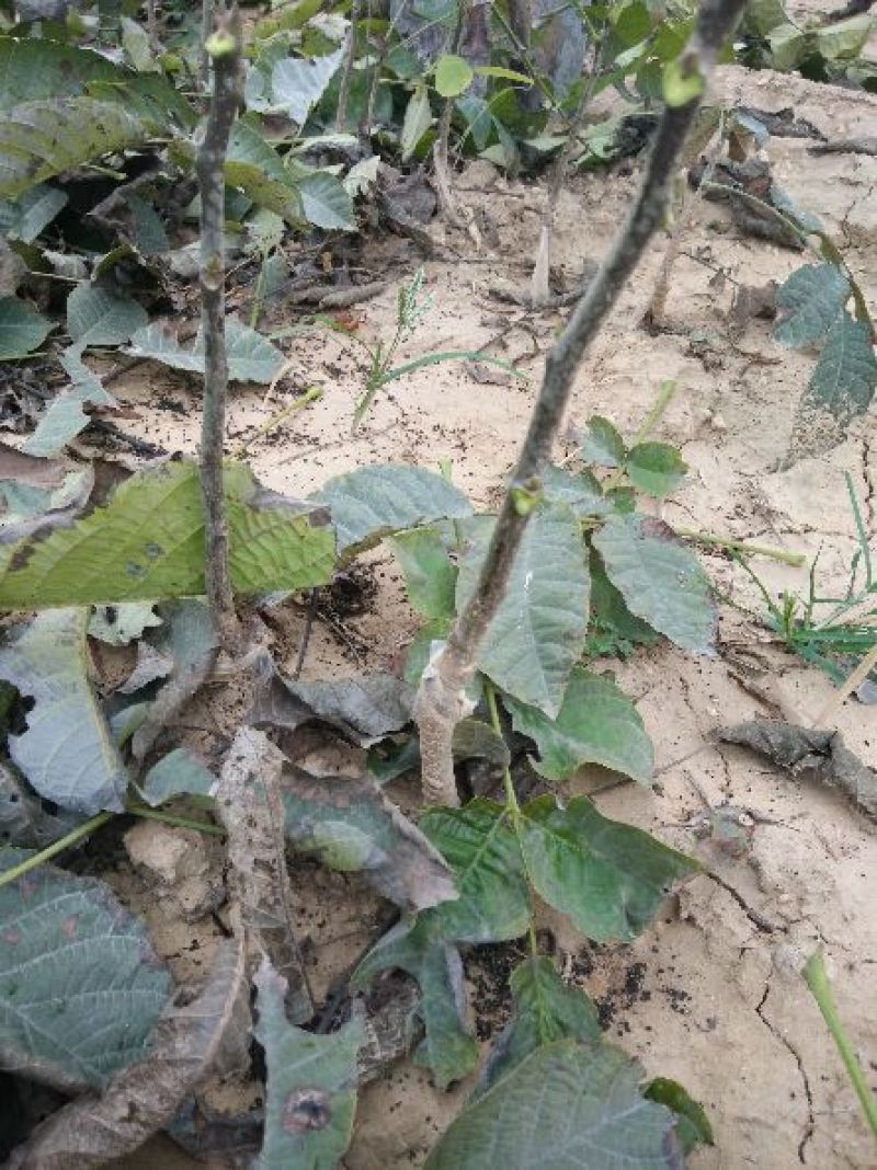 核桃苗薄皮核桃苗纸皮核桃苗2年核桃苗2公分核桃树