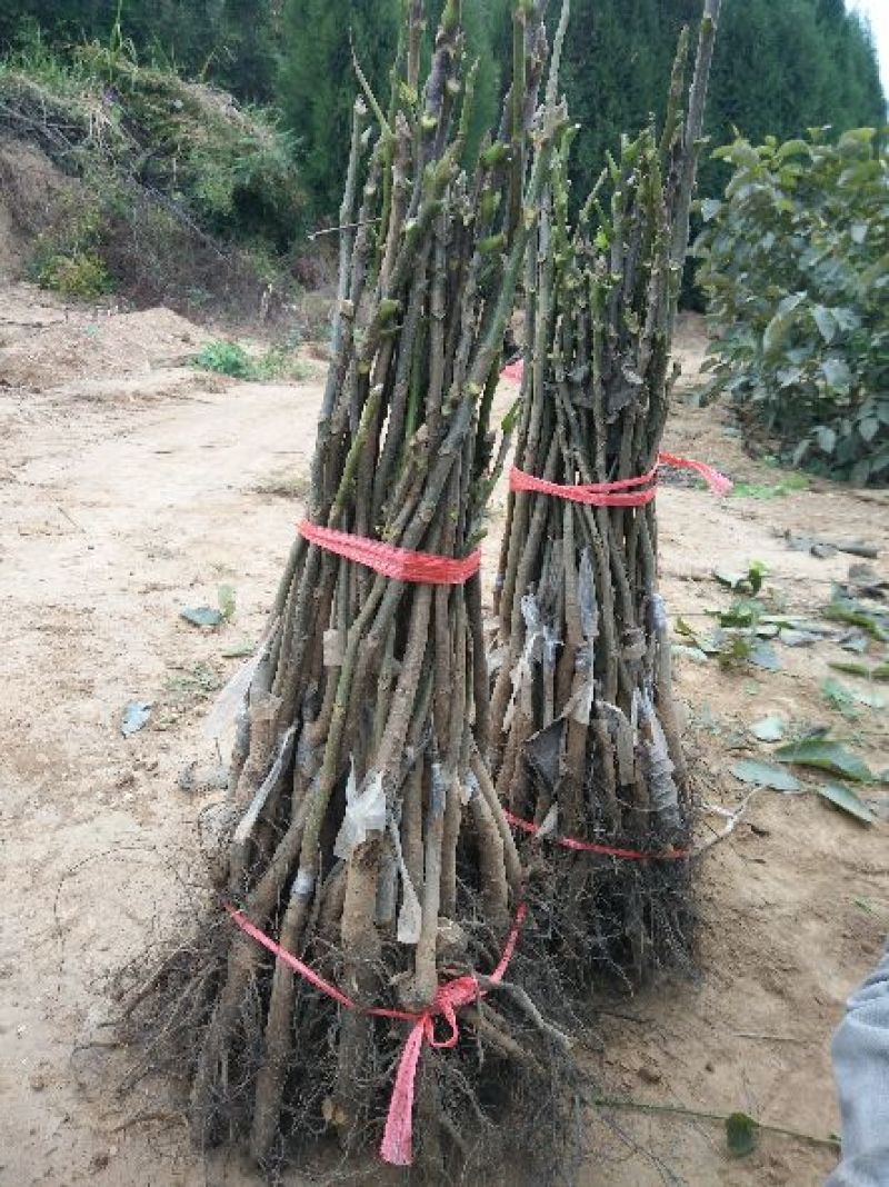 核桃苗薄皮核桃苗纸皮核桃苗2年核桃苗2公分核桃树