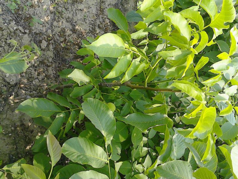 核桃苗薄皮核桃苗纸皮核桃苗2年核桃苗2公分核桃树