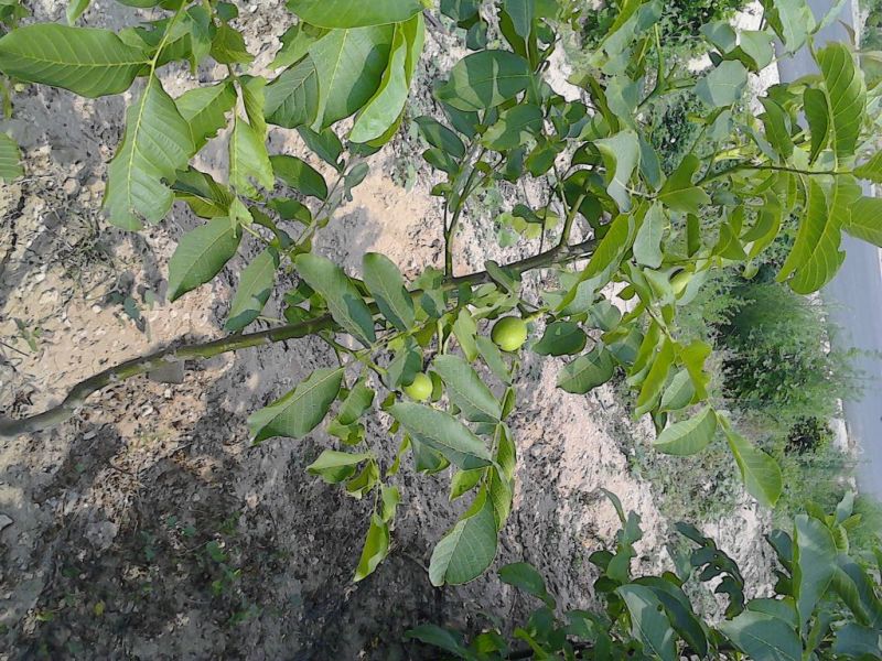 核桃苗薄皮核桃苗纸皮核桃苗2年核桃苗2公分核桃树
