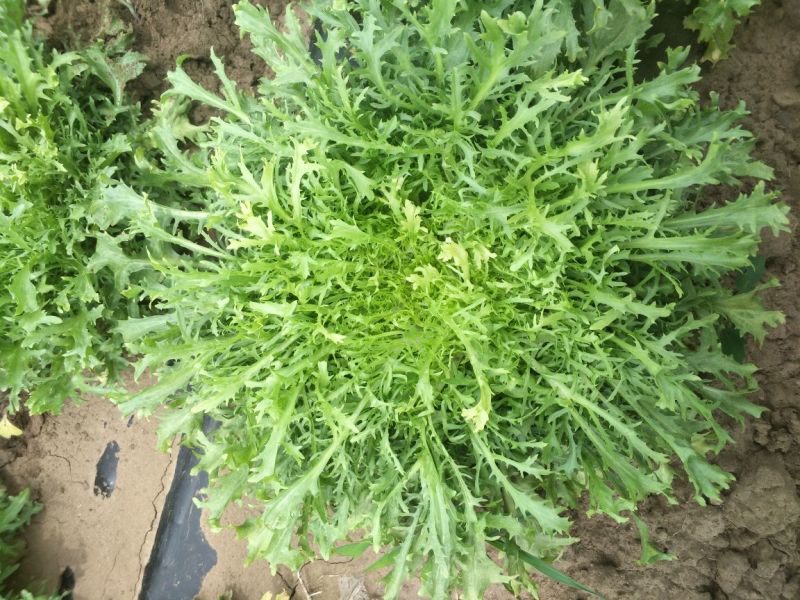 苦菊，散叶生包地