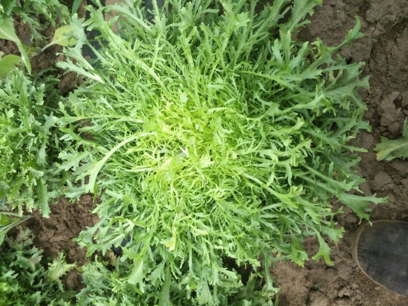 苦菊，散叶生包地
