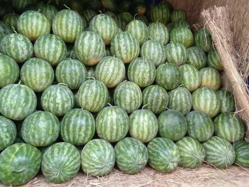 金花3号，花无籽
