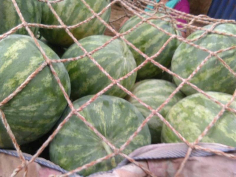 金花3号，花无籽