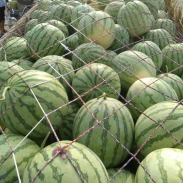 金花3号，花无籽