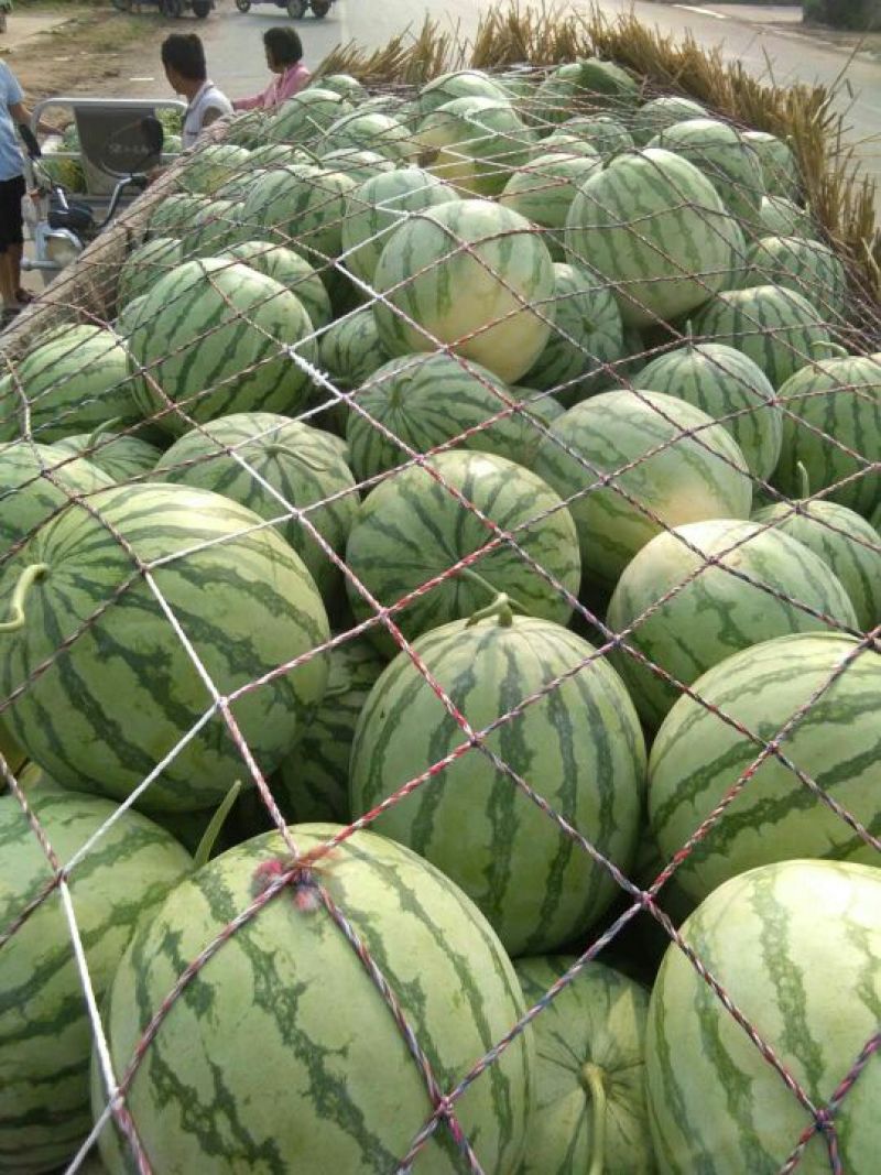 金花3号，花无籽