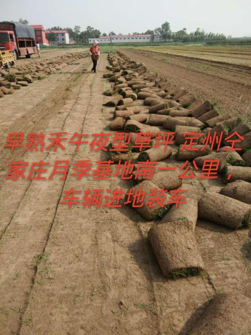 河北省保定市定州市供应早熟禾
