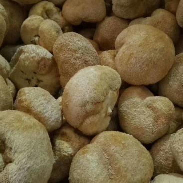 猴头菇3~5厘米