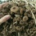茶树菇15cm