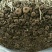 茶树菇15cm