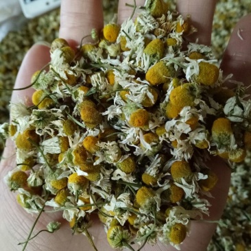 急需处理一批洋甘菊