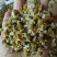 急需处理一批洋甘菊