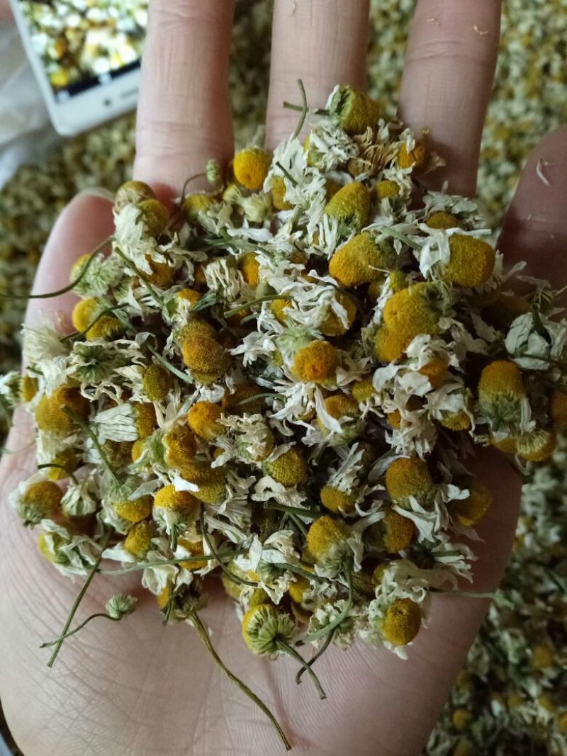 急需处理一批洋甘菊