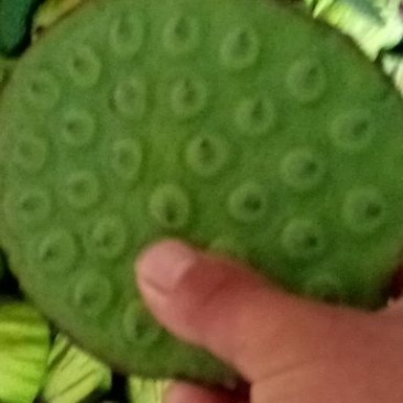 新鲜莲蓬