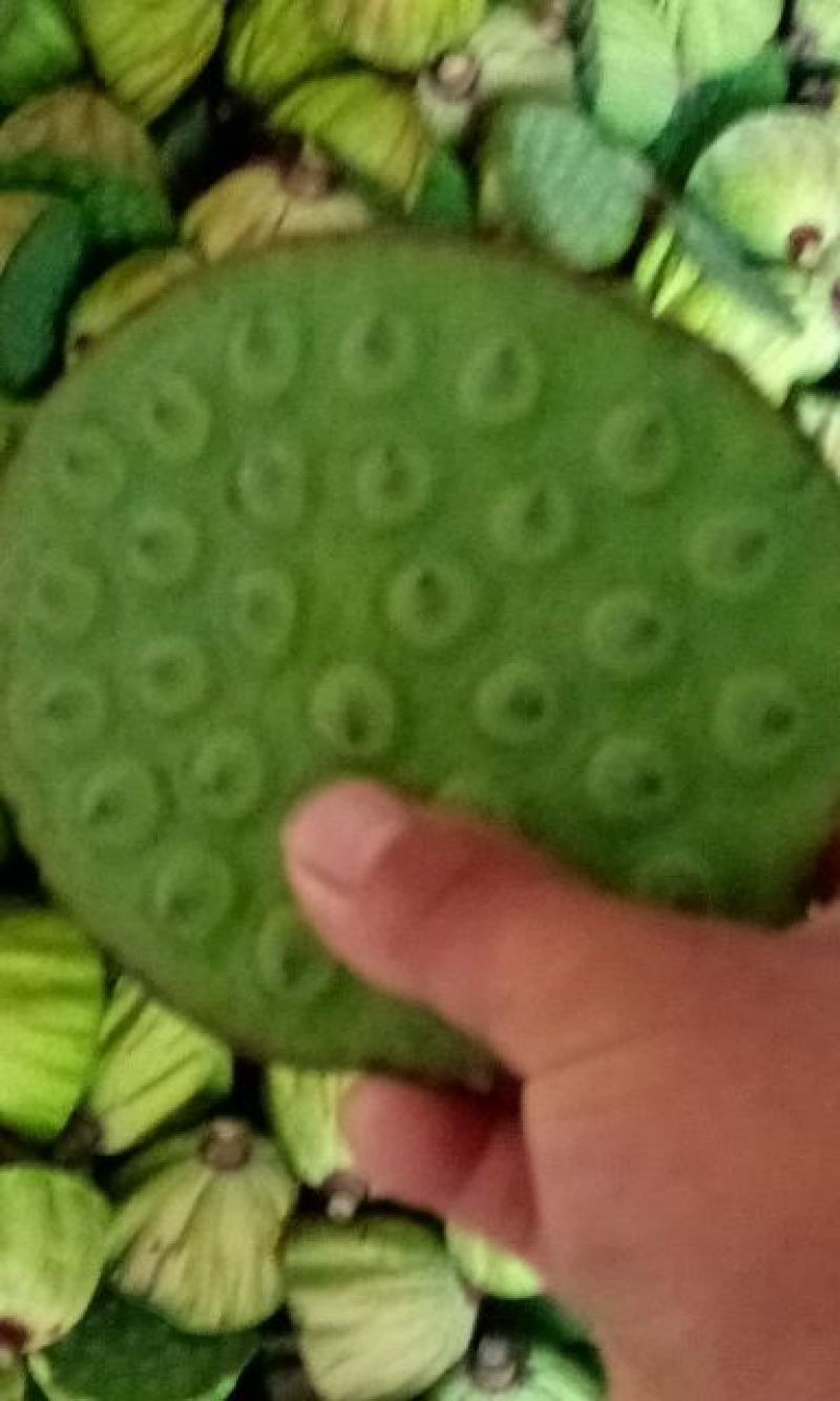 新鲜莲蓬